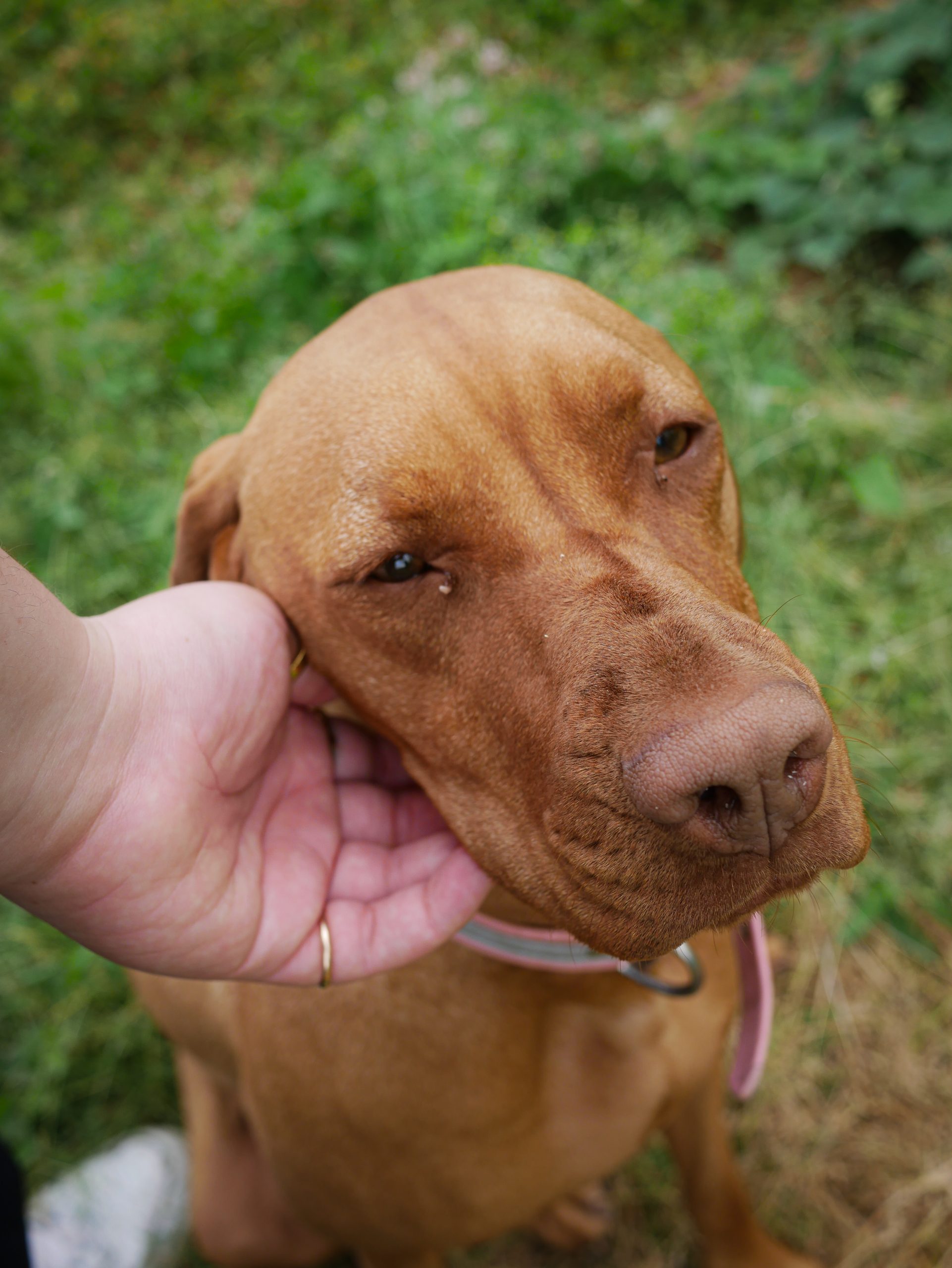 dog at Charles Faram hop farm